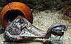 The Scoop: Octopuses Do Not Have Eight Legs!