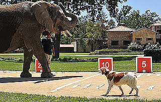 Greatest American Dog Recap: My Dog Can Fly!