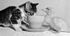 Pet Peeves: Kitty Will Not Drink!