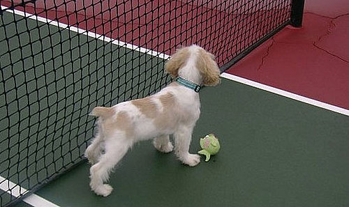 I Need Your Help . . . How to Refresh a Pooch Without a Bath?