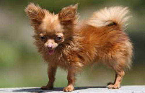 The Scoop: Dancer, One of the World's Smallest Dogs, Dies