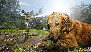 Are Your Pets Frenzied Fetchers?