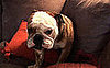 Michael Phelps Shares More Pictures of Smooshy Herman!