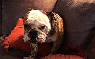 Michael Phelps Shares More Pictures of Smooshy Herman!