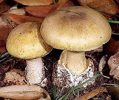 Dog Days of Summer: "Death Cap" Mushrooms