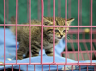 Where Did Your Kitty Come From?