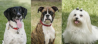 Who Do You Want to Win Greatest American Dog?