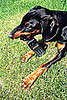 Oh No, Puppy! Dog Swallows Cell Phone Whole