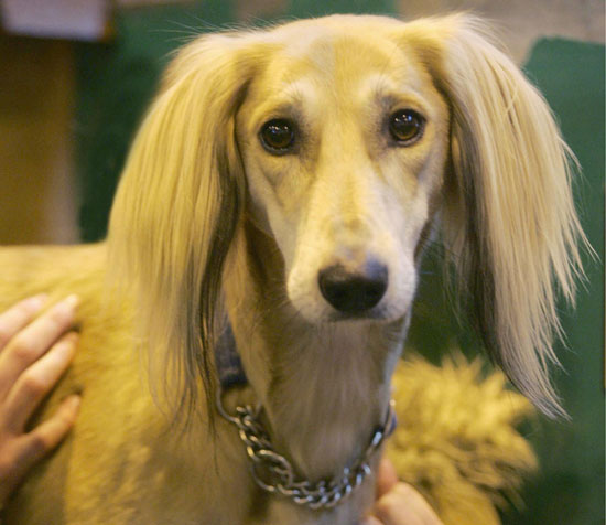 Guess What Breed? Guess What Breed?