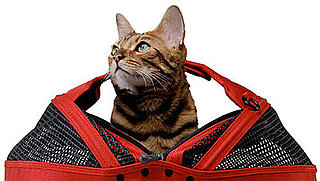 Someone's Lucky Pet Has a Strawberry Sleepypod . . .