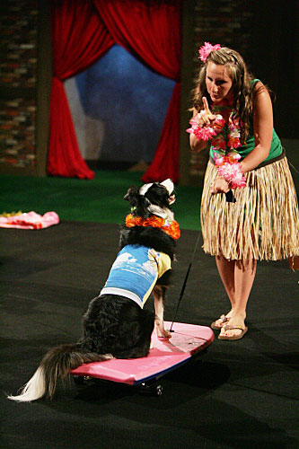 What Do You Know About the Border Collie?