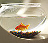 Have You Ever Owned a Fish?