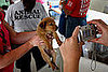 How You Can Help Furry Victims of Hurricane Ike . . .