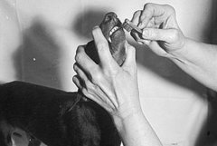 I Need Your Help . . . Anesthesia to Clean My Dog's Teeth?