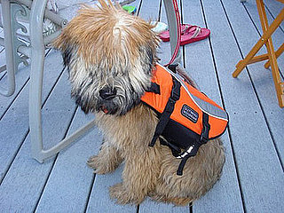 PetSugar Street Team: Outward Hounds Ride on Boats!