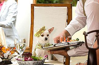 Will You See Beverly Hills Chihuahua?