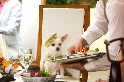 Will You See Beverly Hills Chihuahua?