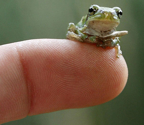Catch-and-Release, This Frog's the Size of Your Fingertip
