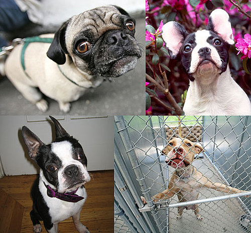 Do Tell: Is Your Purebred Ever Mistaken For Another Breed?