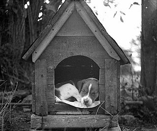 Get Out of the Doghouse With This Ruff Idiom Quiz, Take Two!