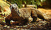 Komodo Dragon