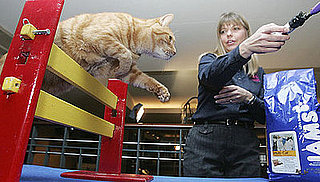 Would Your Agile Cat Compete in Feline Agility? 