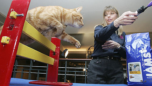 Would Your Agile Cat Compete in Feline Agility? 