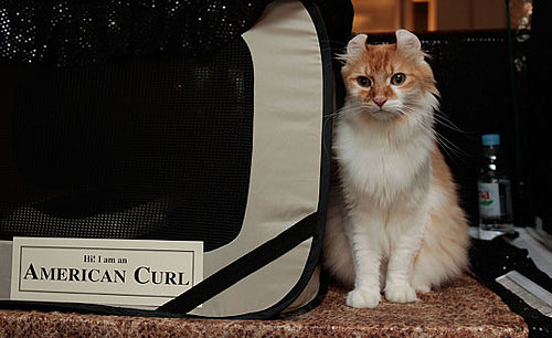 What Do You Know About the World's Largest Cat Show?