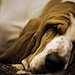 Basset Hound