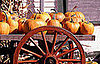 Yay or Nay For Pets at the Pumpkin Patch?