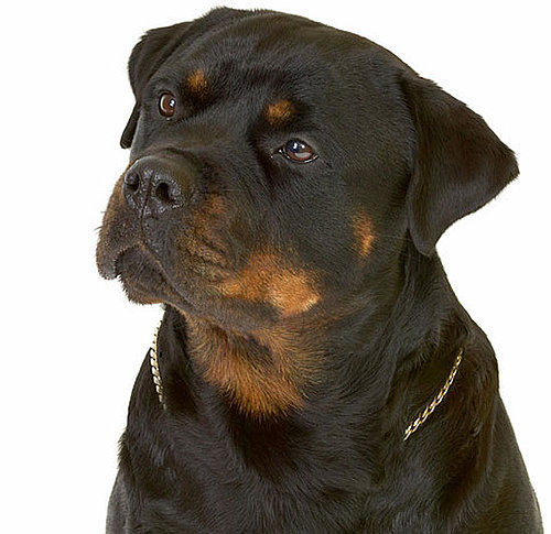 Rottweiler Rottweiler