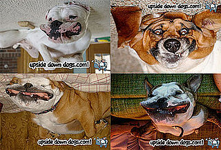 Upside Down Dogs Are on the Right Side of Adorable