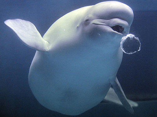 Creature Features: Beluga Whales