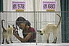 Guess What Breed?