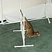 Good Job, Cat