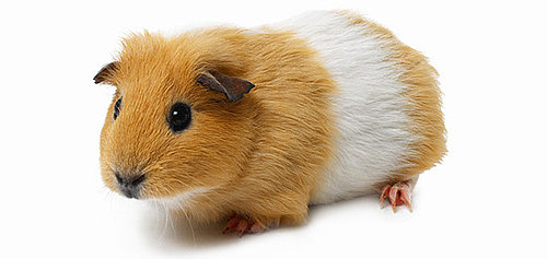 Have You Spayed or Neutered Exotic Pets?