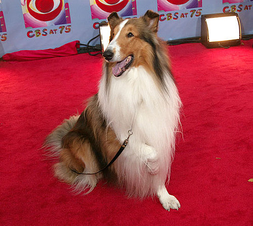 TV Guide's Top Ten Television Dogs 