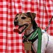 Jack Russell Terrier