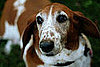 I Need Your Help . . . A Bacterial Infection Irritates My Dog!