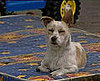 The Scoop: Plucky Leo Saves Lucky Kittens!