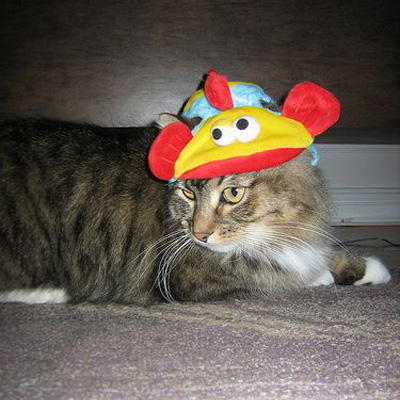 It's Never Too Soon For Cats in Hilarious Hats! It's Never Too Soon For Cats in Hilarious Hats!