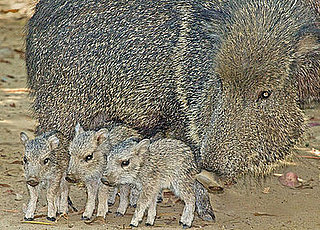 Could You Care For Chacoan Peccary Babies?