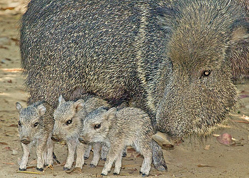 Could You Care For Chacoan Peccary Babies?