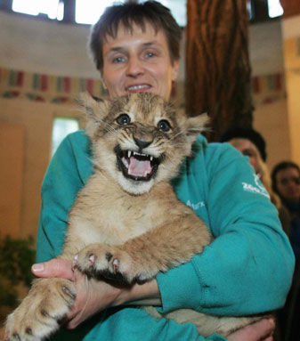 Baby Lion's Got No Name, So Let's Call Him Cute