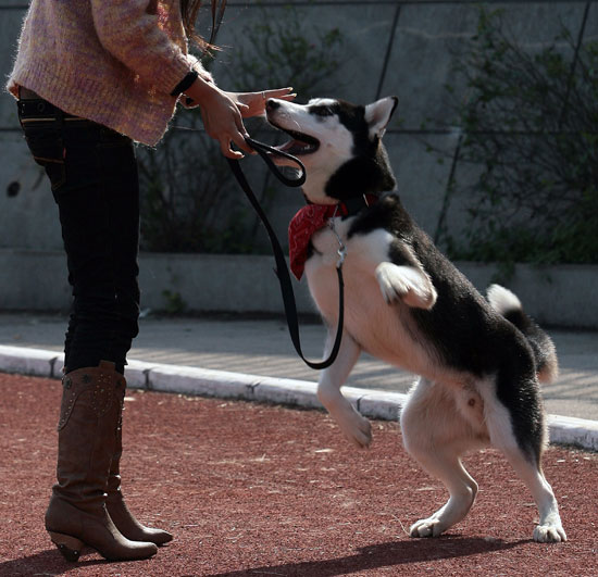 Guess What Breed? Guess What Breed?