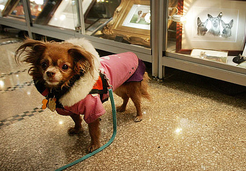7. Chihuahua 7. Chihuahua