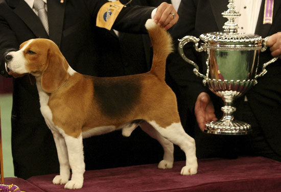 Beagle Beagle