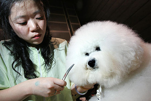 Bichon Frise Bichon Frise