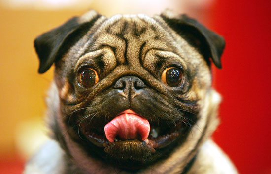 9. Pug