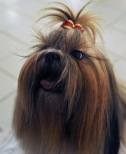 4. Shih Tzu 4. Shih Tzu